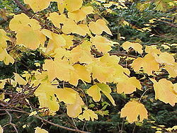  Acer opalus