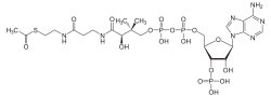 Acetyl-CoA2.svg