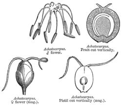  genre Achatocarpus, fleurs et fruits