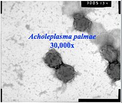  Acholeplasma palmae