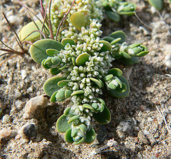  Achyronychia cooperi