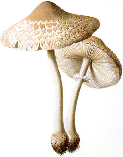  Lépiote excoriée (Macrolepiota excoriata)