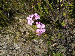 Fleurs d'Acmadenia mundiana