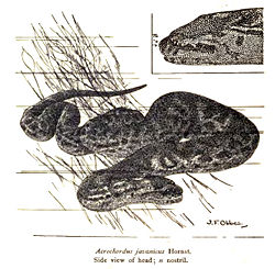 Acrochordus javanicus