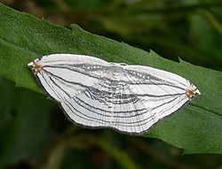  imago d'Acropteris iphiata  (Yohohama, Japon)