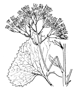  Adenostyles alpina, Gravure de H. Coste