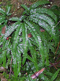  Adiantum hispidulum