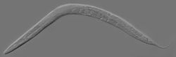  Caenorhabditis elegans adulte