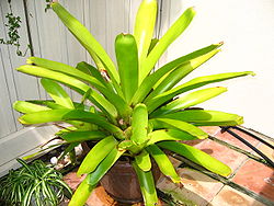  Aechmea blanchetiana