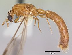  Aenictogiton sp.