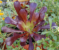  Aeonium arboreum var. atropurpureum f. nigrum 'Schwarzkopf'
