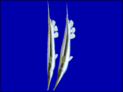  Aeoliscus strigatus