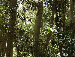 Forêt d'olivillo sur le Cerro Santa Inés