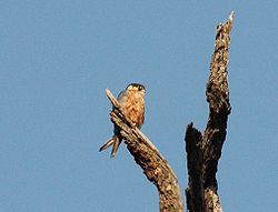  Falco cuvierii