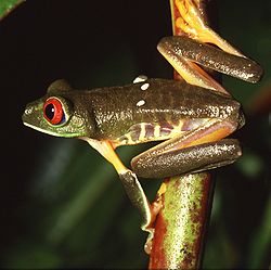  grenouille aux yeux rouges