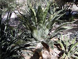  Agave inaequidens