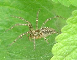  Allagelena opulenta