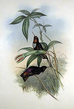  Colibri de Castelnau