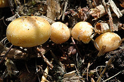  Agrocybe praecox