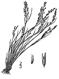  Agrostis scabra