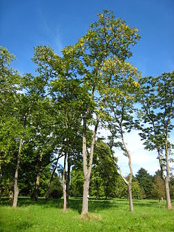   Ailanthus altissima