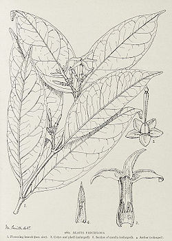  Alafia parciflora