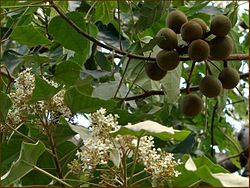 Fleurs, feuilles et noix