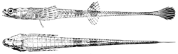 Poisson "aligator" Aspidophoroides monopterygius