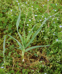  Allium polyanthum