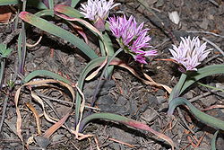  Allium crenulatum dans le parc national Olympique