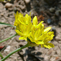  Allium moly