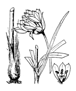  Allium narcissiflorum, Gravure de H. Coste