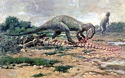  Allosaurus sp.