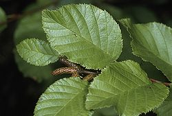  Feuilles de Alnus viridis subsp. crispa