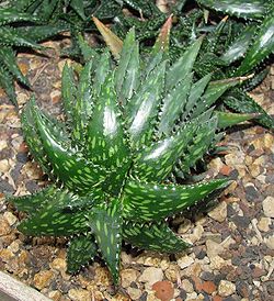  Aloe jucunda