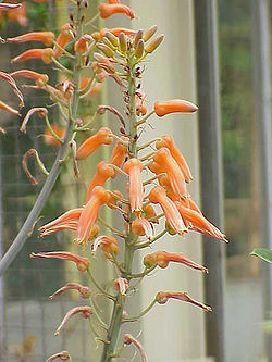  Aloe lateritia