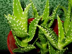  Aloe squarrosa