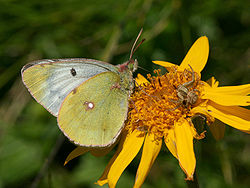  Colias  phicomone