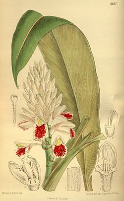  Alpinia kawakamii, (Alpinia elwesii, Curtis's Bot. Mag. 1916, Planche 8651)
