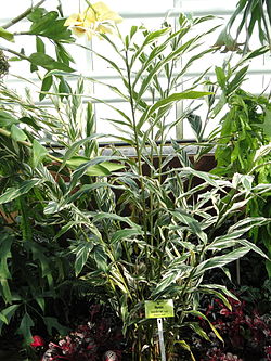 Alpinia vittata, Jardin Botanique de Munich - Nymphenburg