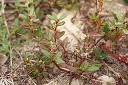 Alternanthera maritima