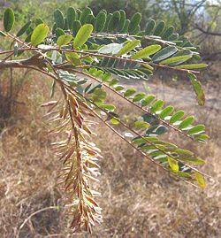  Alvaradoa amorphoides, feuilles et fruits