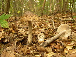  Amanita ceciliae