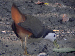  Amaurornis phoenicurus