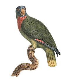  Illustration par François LevaillantHistoire naturelle des perroquets (1801-1805)
