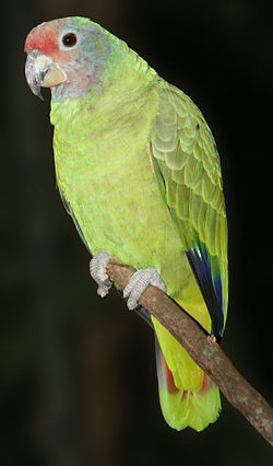 Amazona brasiliensis