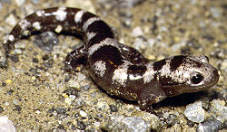  Ambystoma opacum,la salamandre marbrée