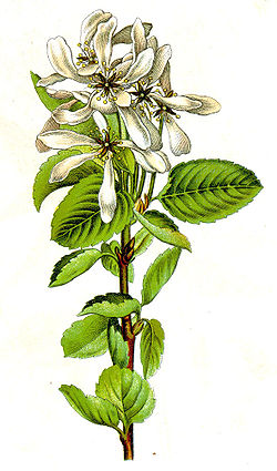 Amelanchier ovalis,l'amélanchier à feuilles ovales
