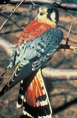  Falco sparverius