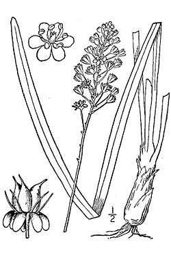  Amianthium muscitoxicum